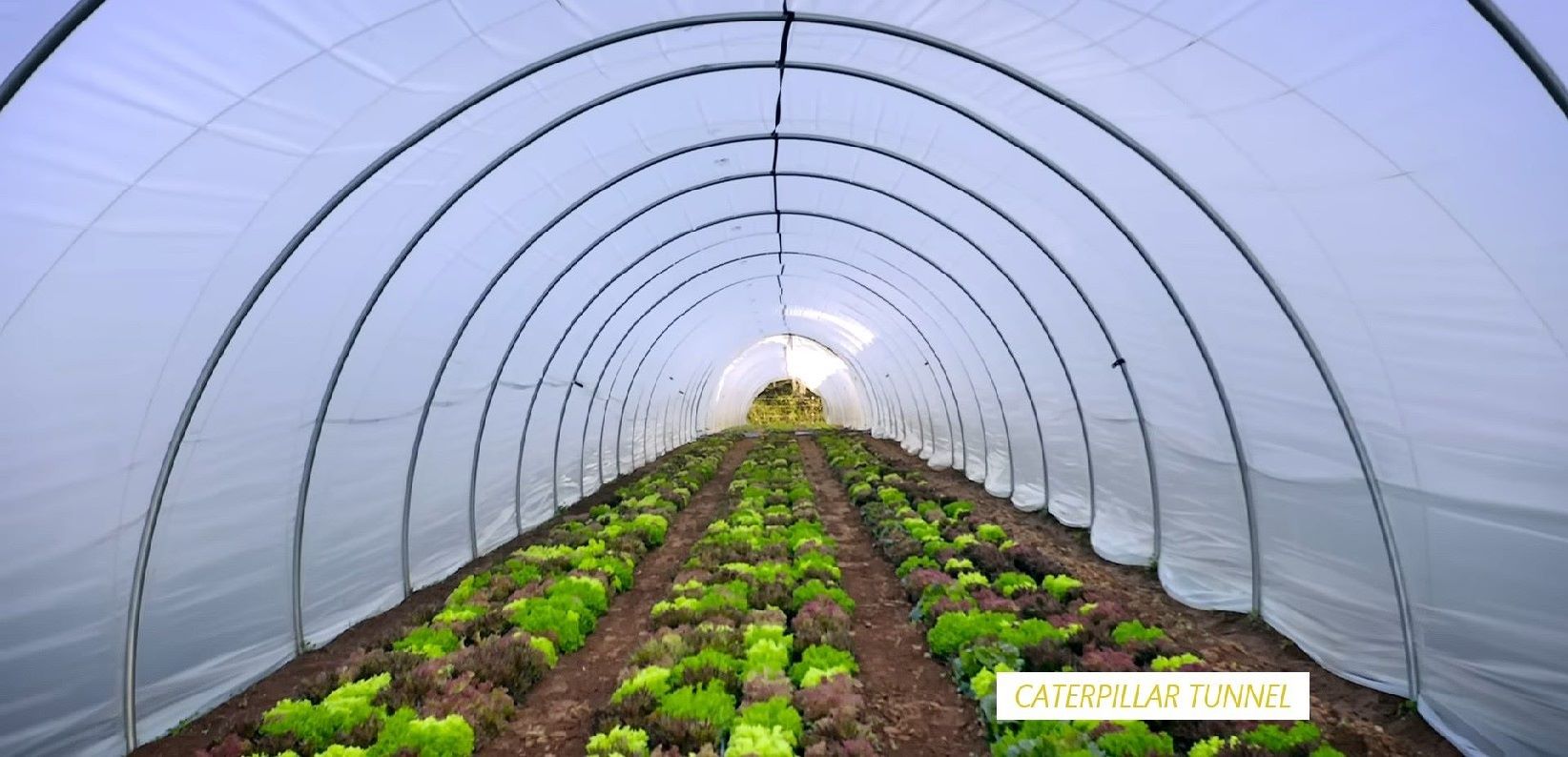 CATERPILLAR TUNNEL